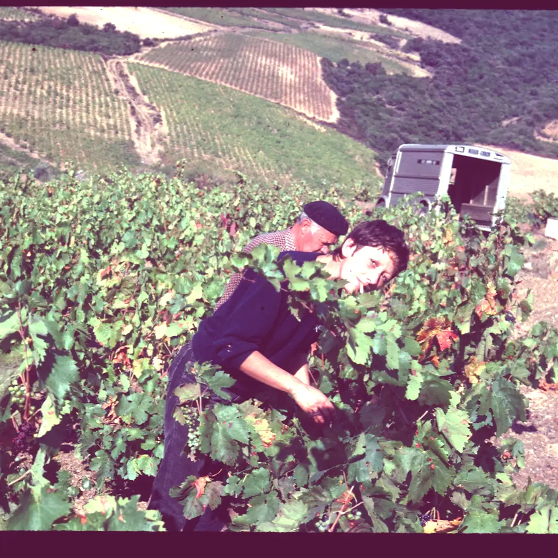 scène de vendanges